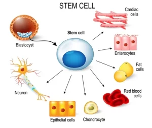 stem cell hair treatment
